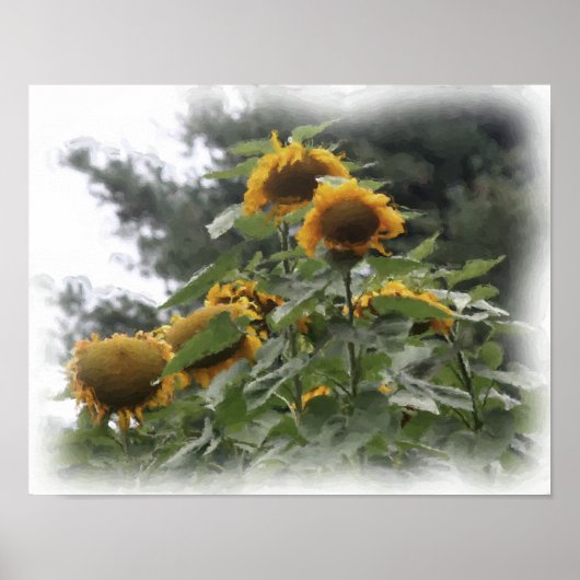 Giant Sunflowers Water Color 絵を描 Photo's ポスター (正面)