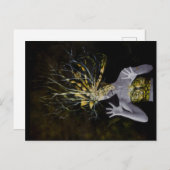 GIAWIL金ゴールド番号 ポストカード (正面/裏面)