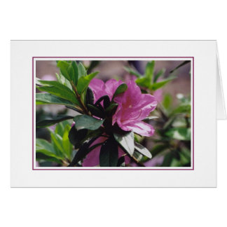 Gibbsの農場の花