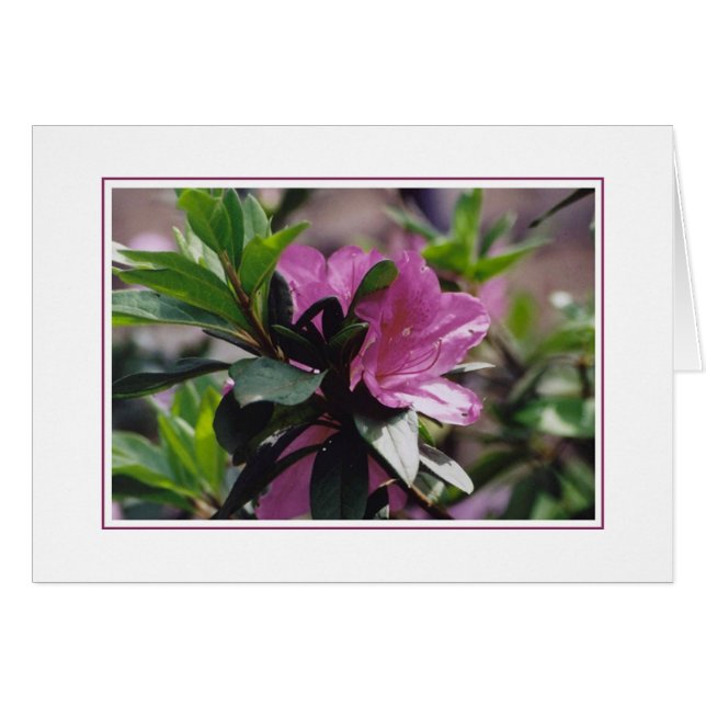 Gibbsの農場の花 (正面横)