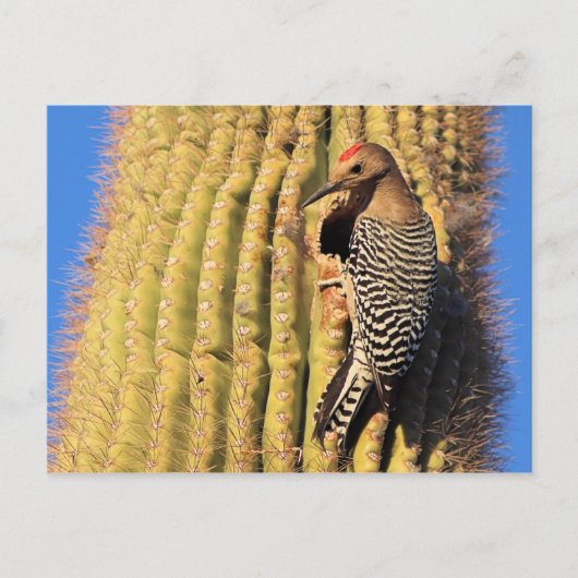 Gila Woodpecker on Saguaro Cactus in Arizona ポストカード (正面)