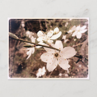 「Gilroy, California」ポストカード(mDarkPoet) ポストカード