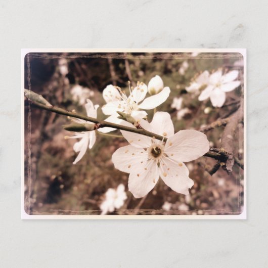 「Gilroy, California」ポストカード(mDarkPoet) ポストカード (正面)