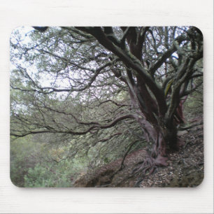 Gilroy Hot Springs - manzanitaの木- mousepad マウスパッド