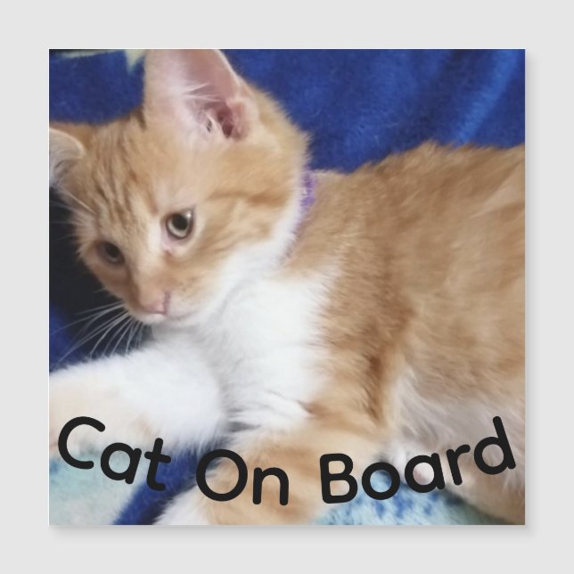 ginger cat on board photo,  car magnet (正面)
