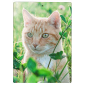 Ginger Cat with Green Eyes in Grass クリップボード (裏面)