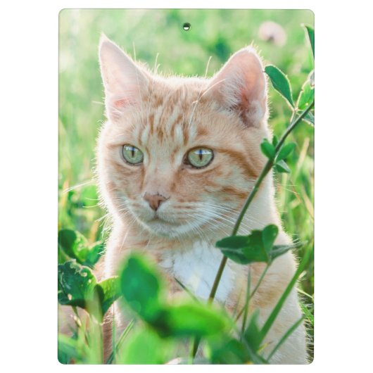 Ginger Cat with Green Eyes in Grass クリップボード (裏面)