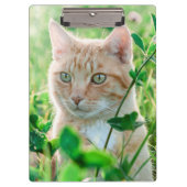 Ginger Cat with Green Eyes in Grass クリップボード (正面)
