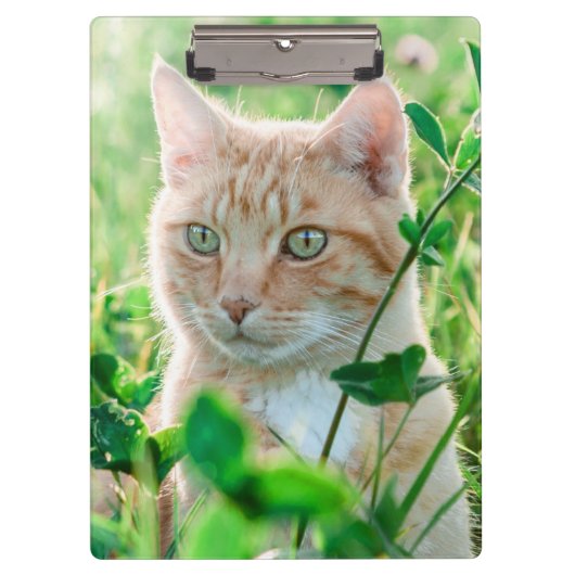 Ginger Cat with Green Eyes in Grass クリップボード (正面)