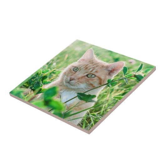 Ginger Cat with Green Eyes in Grass タイル (側面)