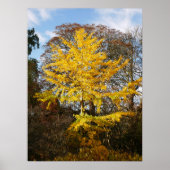 Ginkgo Biloba Tree Poster ポスター (正面)