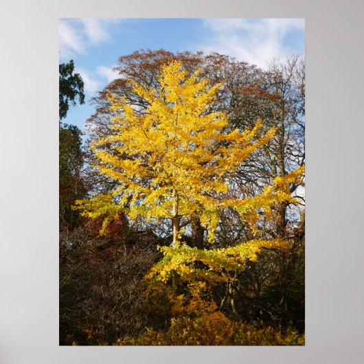 Ginkgo Biloba Tree Poster ポスター (正面)