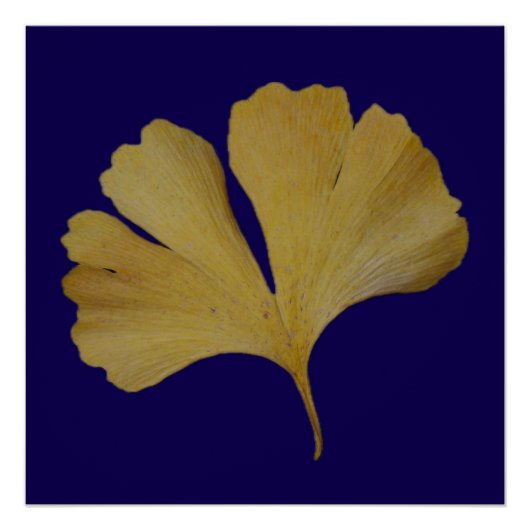 Ginkgo Leaf Poster ポスター (正面)