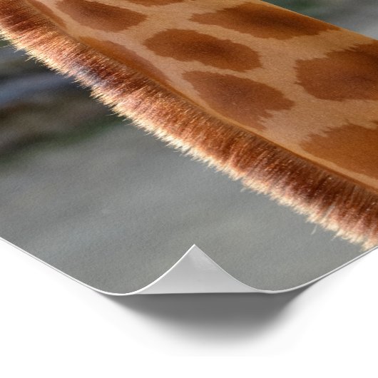 Giraffe and its baby ポスター (角)