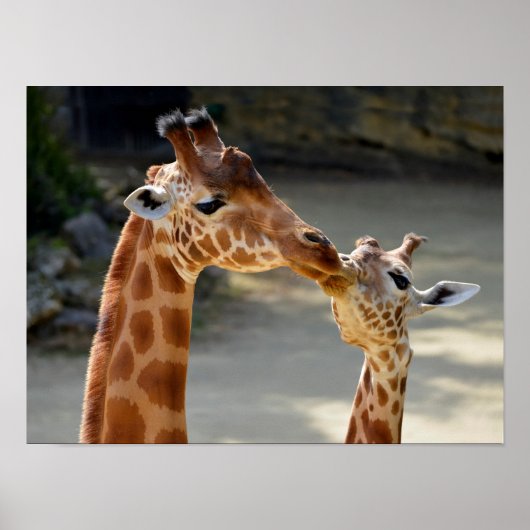 Giraffe and its baby ポスター (正面)