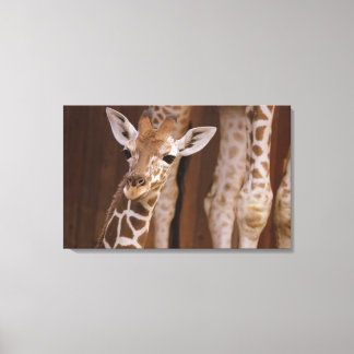Giraffe auf Leinwand キャンバスプリント