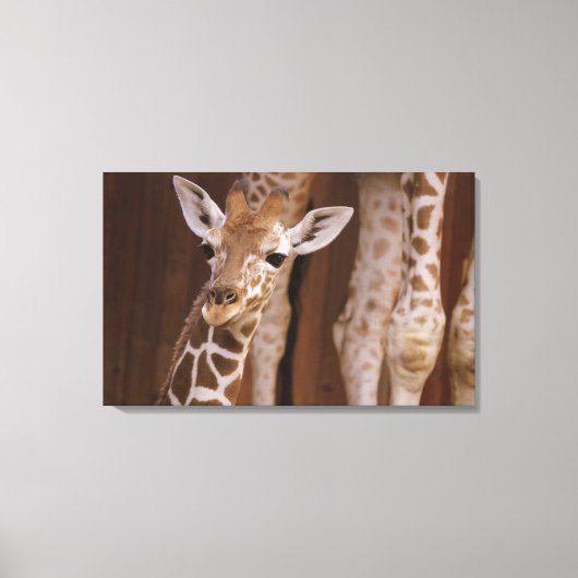 Giraffe auf Leinwand キャンバスプリント (正面)