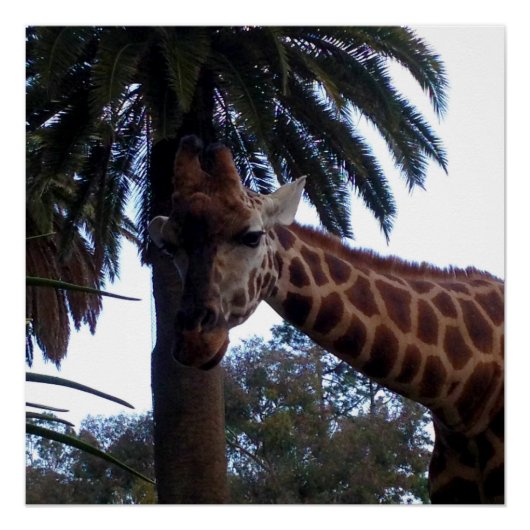 Giraffe Lookout、ポスター ポスター (正面)