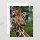 Giraffe Lovers Art Gifts ポストカード (正面/裏面)