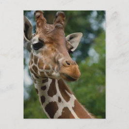 Giraffe Lovers Art Gifts ポストカード