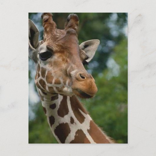 Giraffe Lovers Art Gifts ポストカード (正面)