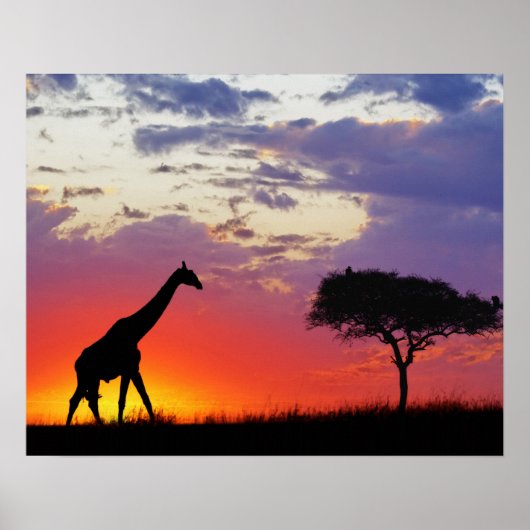 Giraffe silhouetted at sunrise, Giraffa ポスター (正面)