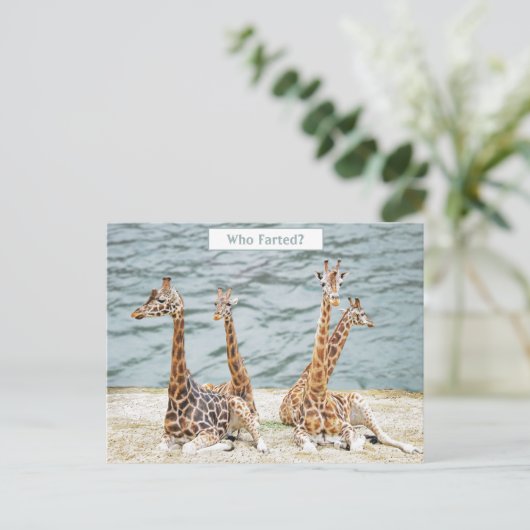 Giraffe Waterおもしろい写真 – Four Giraffe's Siting シーズンポストカード (スタンド正面)