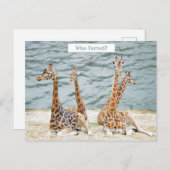 Giraffe Waterおもしろい写真 – Four Giraffe's Siting シーズンポストカード (正面/裏面)