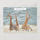 Giraffe Waterおもしろい写真 – Four Giraffe's Siting シーズンポストカード (正面)
