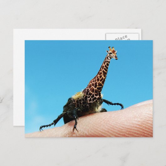 Giraffebeetleハガキ ポストカード (正面/裏面)