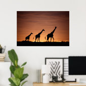 Giraffes at Sunset ポスター (ホームオフィス)