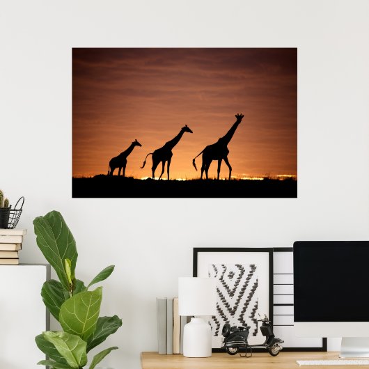 Giraffes at Sunset ポスター (ホームオフィス)