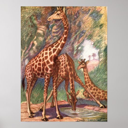Giraffes by Louis Sargent、ヴィンテージ・アフリカ動物 ポスター (正面)
