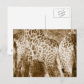 Giraffes Kruger国立公園サウスのクローズアップ ポストカード (正面/裏面)