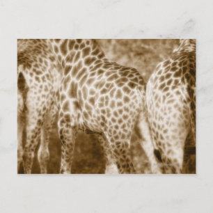 Giraffes Kruger国立公園サウスのクローズアップ ポストカード