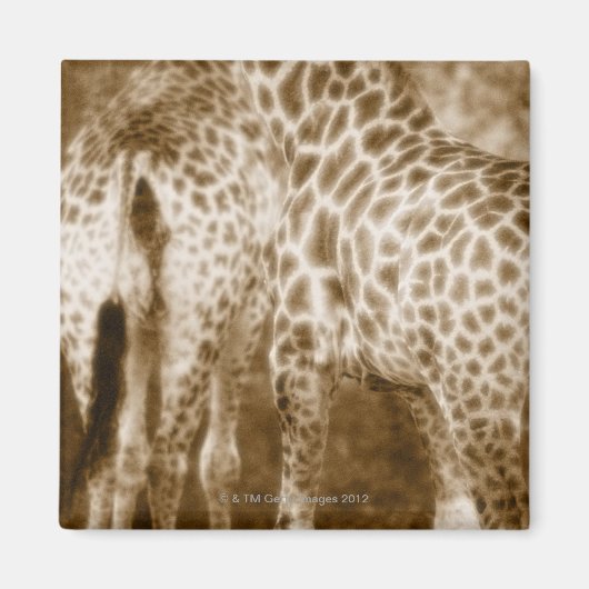 Giraffes Kruger国立公園サウスのクローズアップ マグネット (正面)