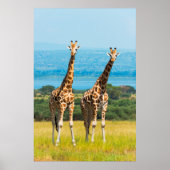 Giraffes on the Savanna, Uganda ポスター (正面)