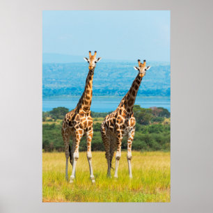 Giraffes on the Savanna, Uganda ポスター