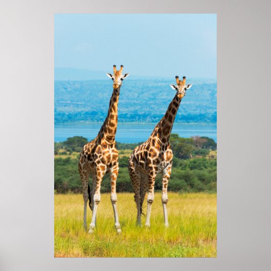 Giraffes on the Savanna, Uganda ポスター (正面)