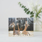 Giraffic Parkのおもしろい写真 – Four Giraffe's Siting  シーズンポストカード (スタンド正面)