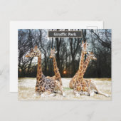 Giraffic Parkのおもしろい写真 – Four Giraffe's Siting  シーズンポストカード (正面/裏面)