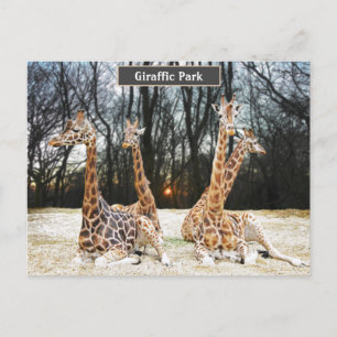 Giraffic Parkのおもしろい写真 – Four Giraffe's Siting  シーズンポストカード
