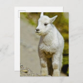 Glacier National Park, Montana, USA, Mountain ポストカード (正面/裏面)