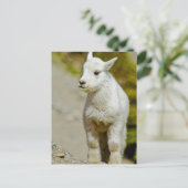 Glacier National Park, Montana, USA, Mountain ポストカード (スタンド正面)