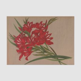 Gladiolus Cardinalis by Arentina Hendriica Arendse 薄葉紙