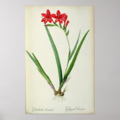 Gladiolus Cardinalis, from 'Les Liliacees', 1805 ポスター (正面)