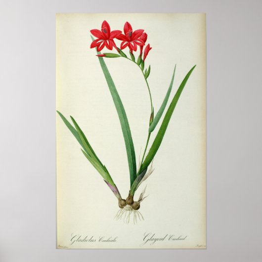 Gladiolus Cardinalis, from 'Les Liliacees', 1805 ポスター (正面)