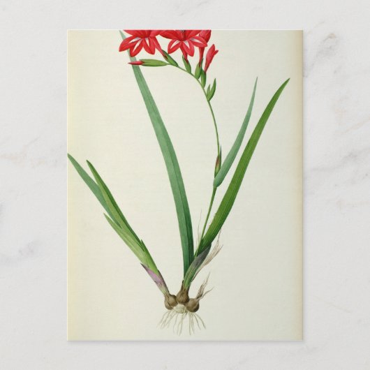 Gladiolus Cardinalis, from 'Les Liliacees', 1805 ポストカード (正面)