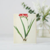 Gladiolus Cardinalis, from 'Les Liliacees', 1805 ポストカード (スタンド正面)