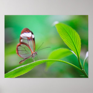 Glass wing butterfly relaxing on fresh green ポスター